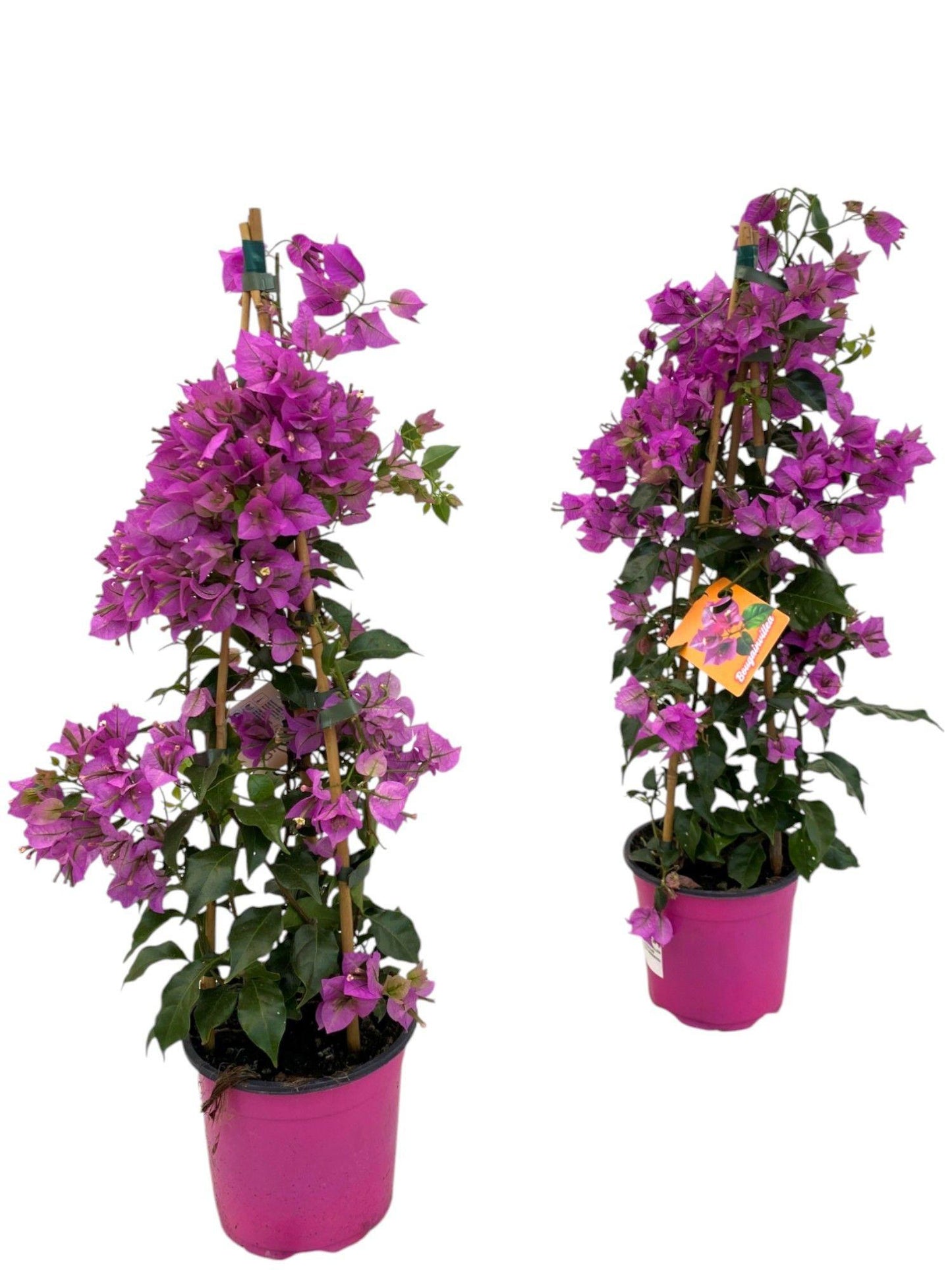 Bougainvillea Sanderiana Piramide - 1 Stück - Ø17cm - ↕70cm