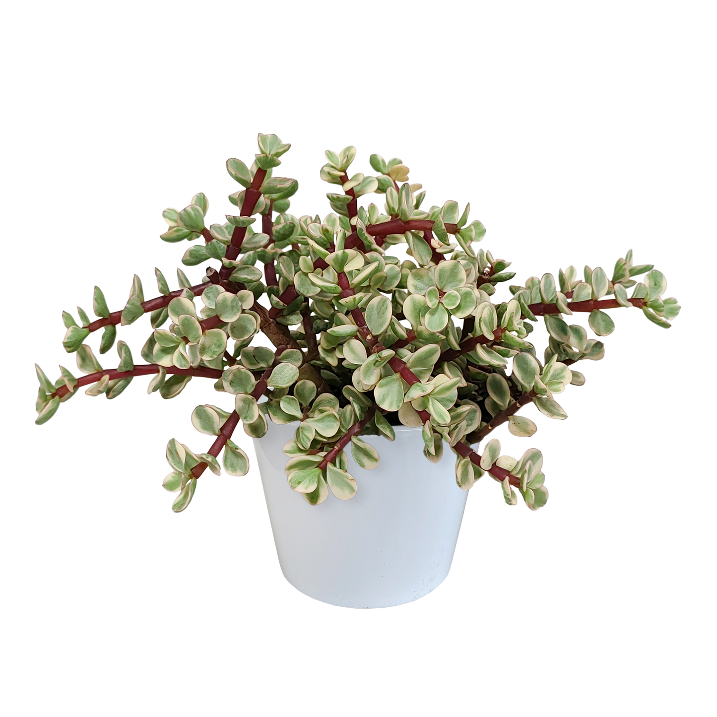Speckbaum Variegata – Panaschierte pflegeleichte Sukkulente