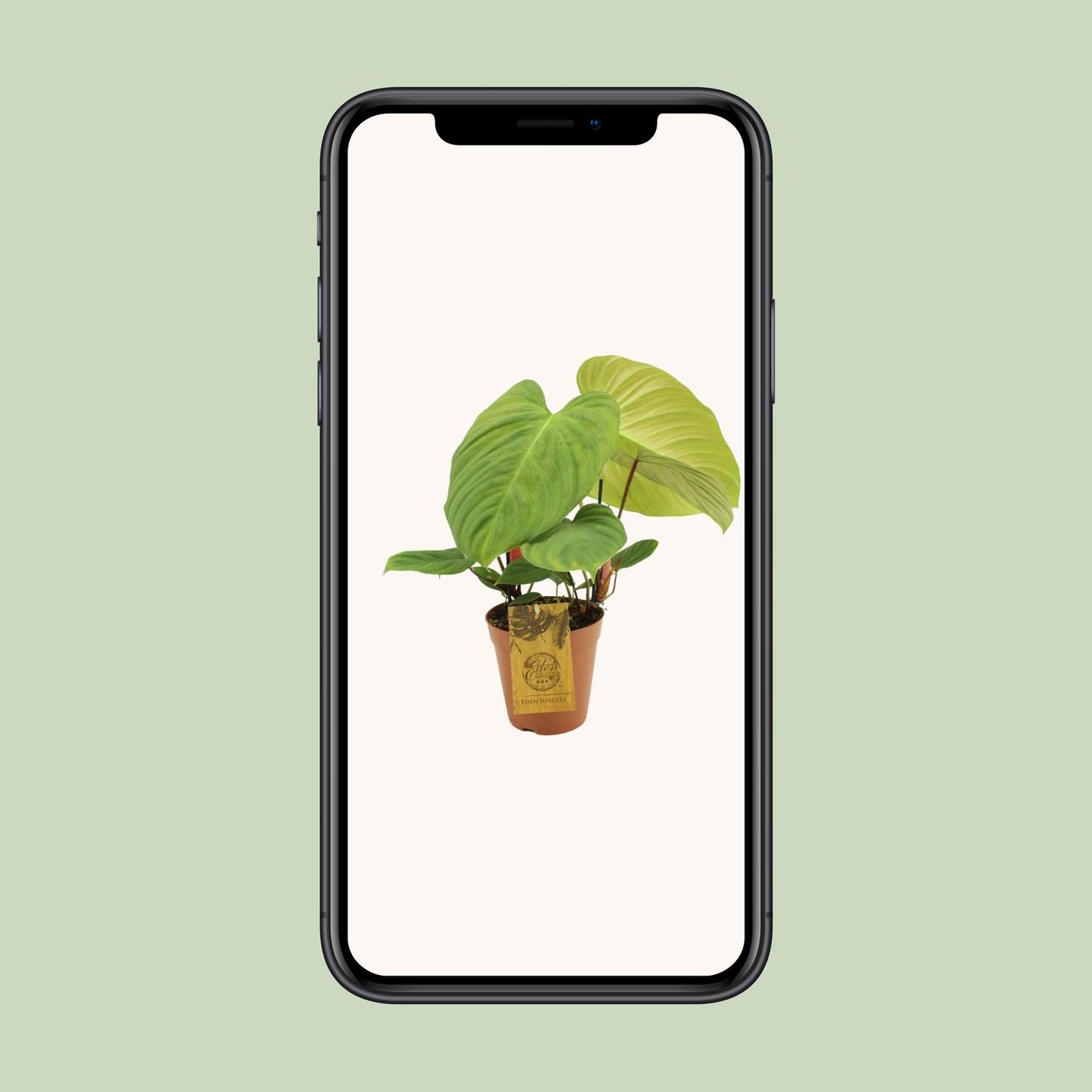 Philodendron Fuzzy Petiole - Ø15cm - ↕50cm