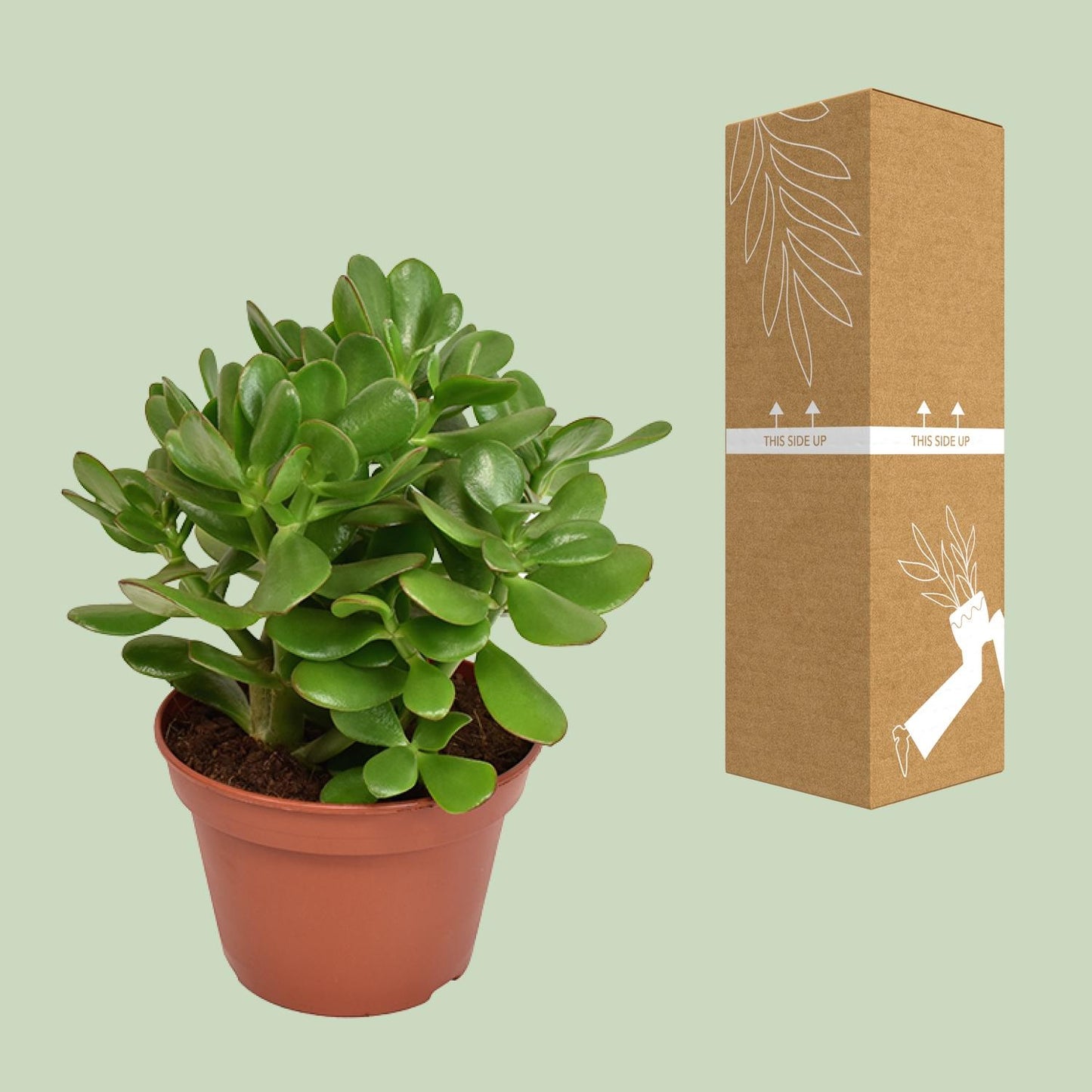 Crassula Ovata - Ø15cm - ↕21cm