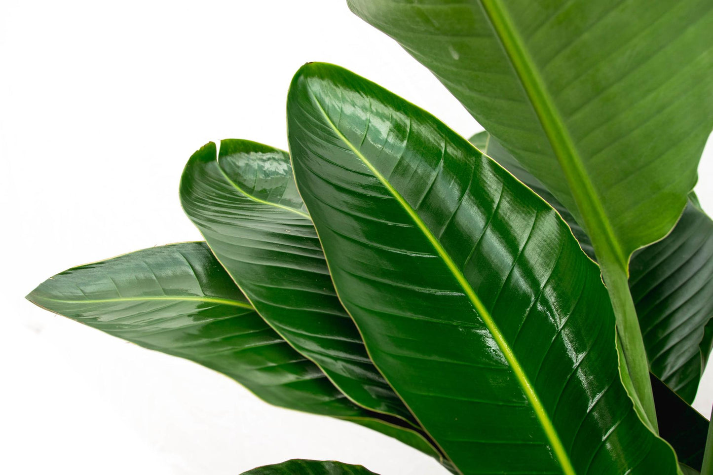 Paradiesvogelblume XXL – Strelitzia Nicolai 250 cm