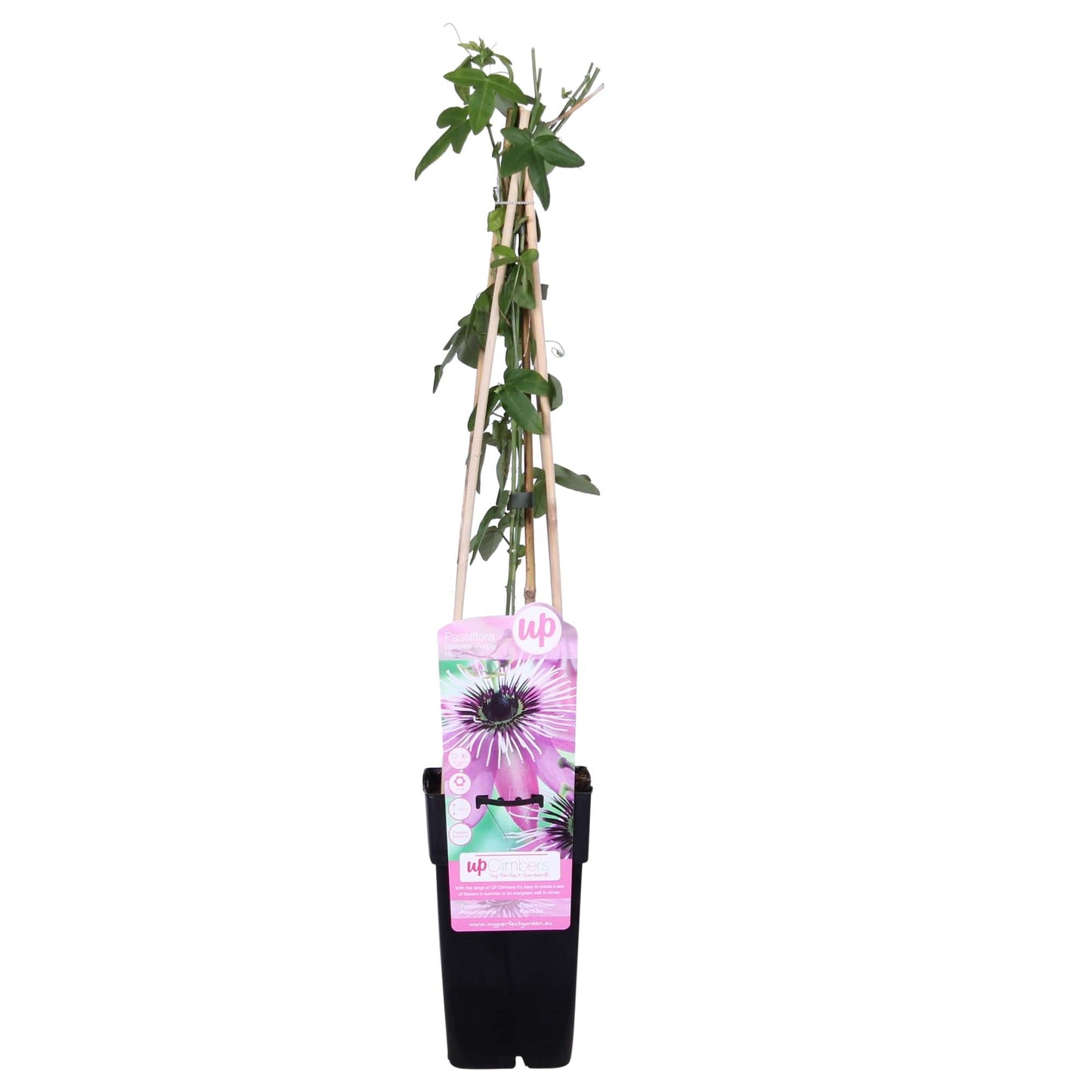 Passiflora Violett 'Purple Haze' - Ø15cm - ↕65cm