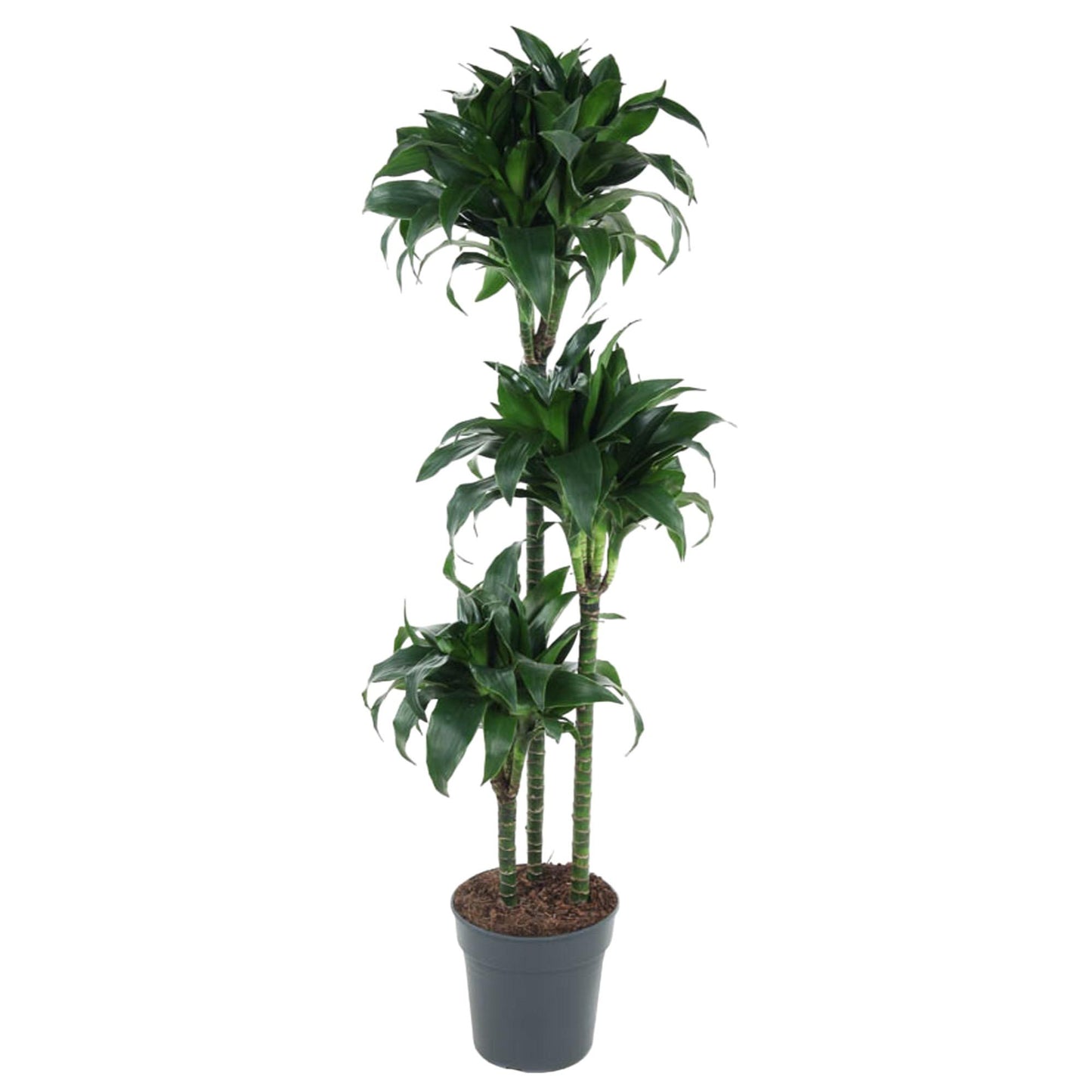 Drachenbaum 'Tatuade' 140 cm – Exotische Zimmerpflanze