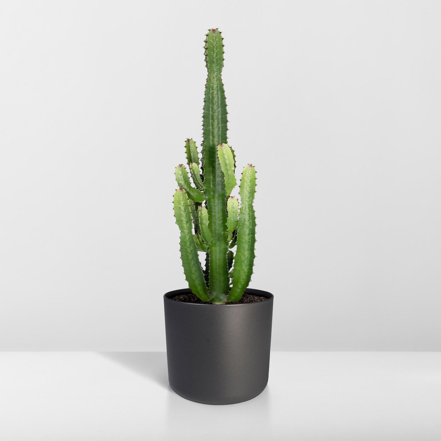 Euphorbia Acrurensis - Ø24cm - ↕60cm