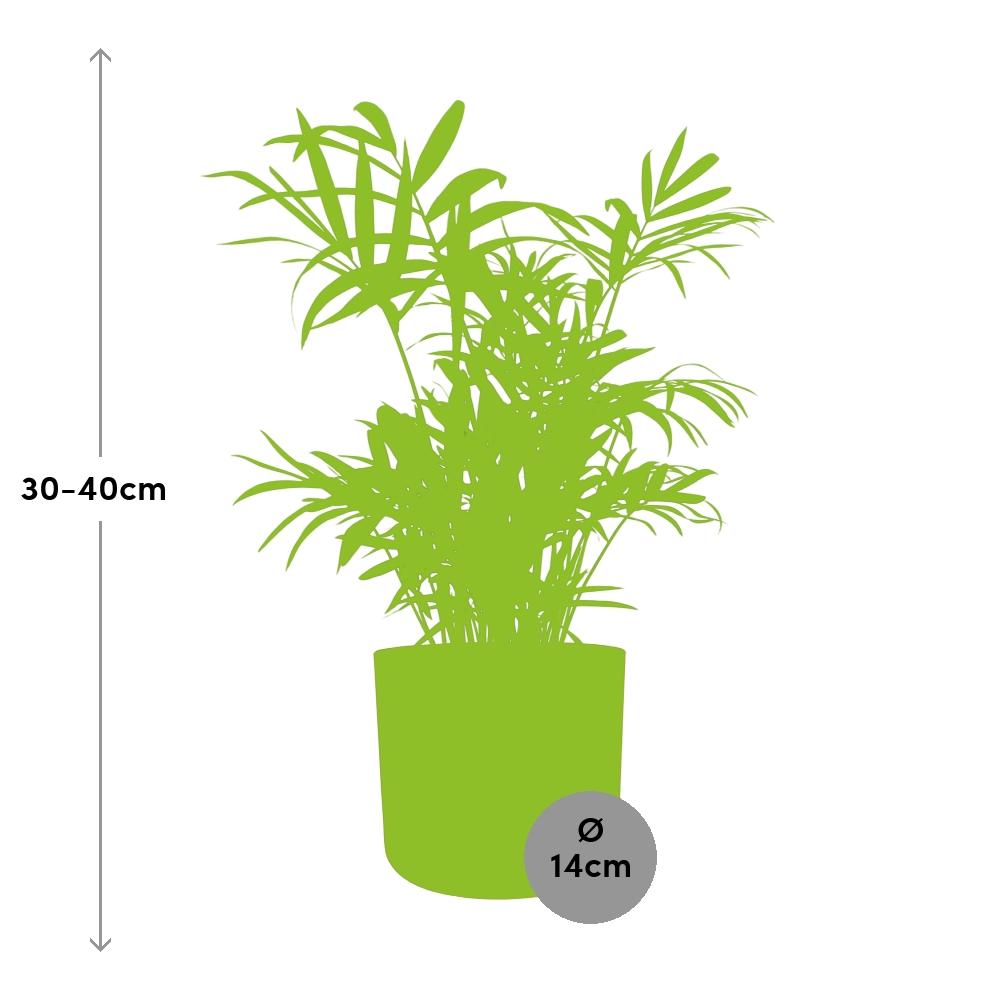 Chamaedorea in ELHO b.for soft rond 14cm brique