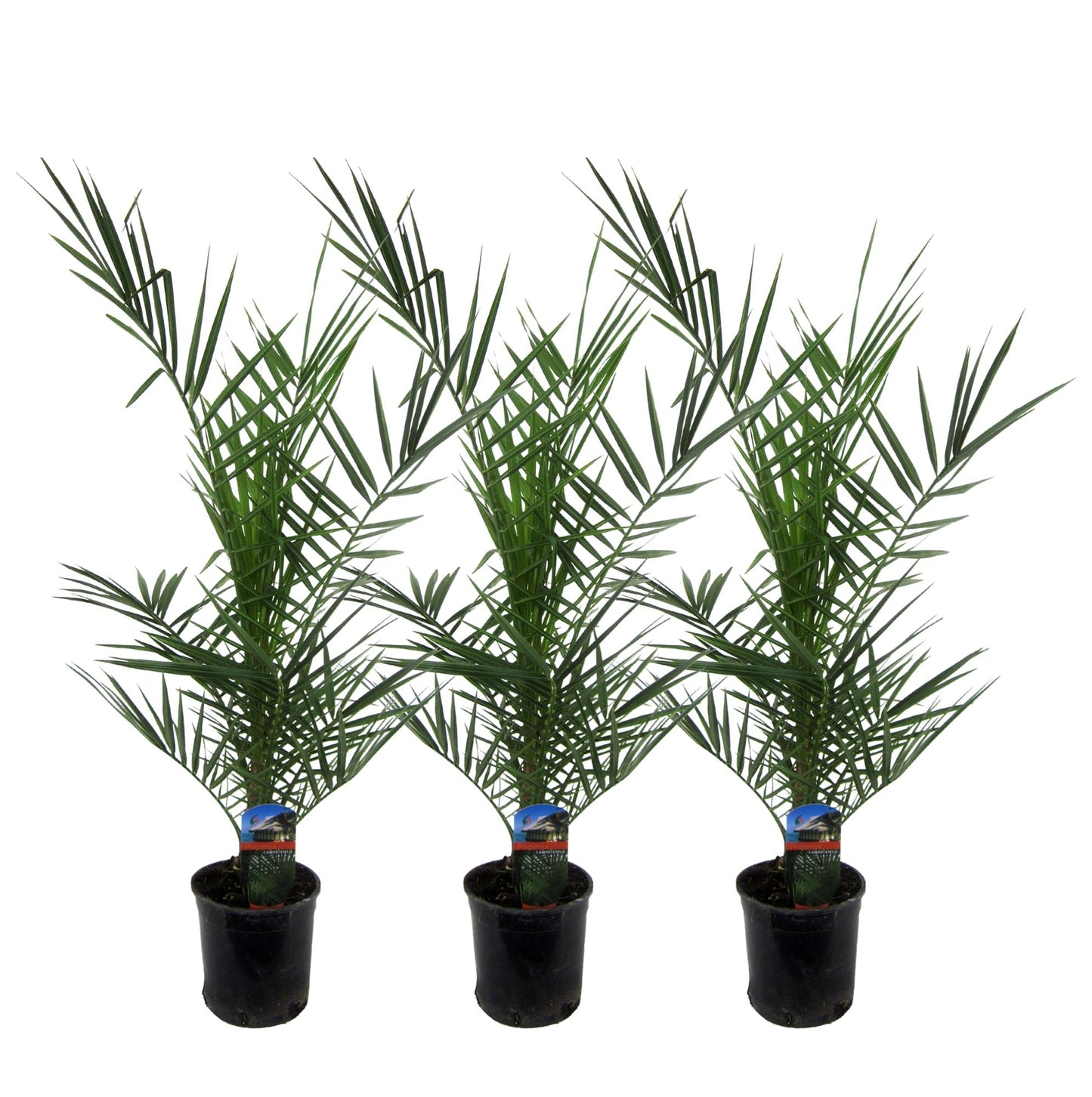 3x Kanarische Dattelpalme – 80 cm – Exotisches Set