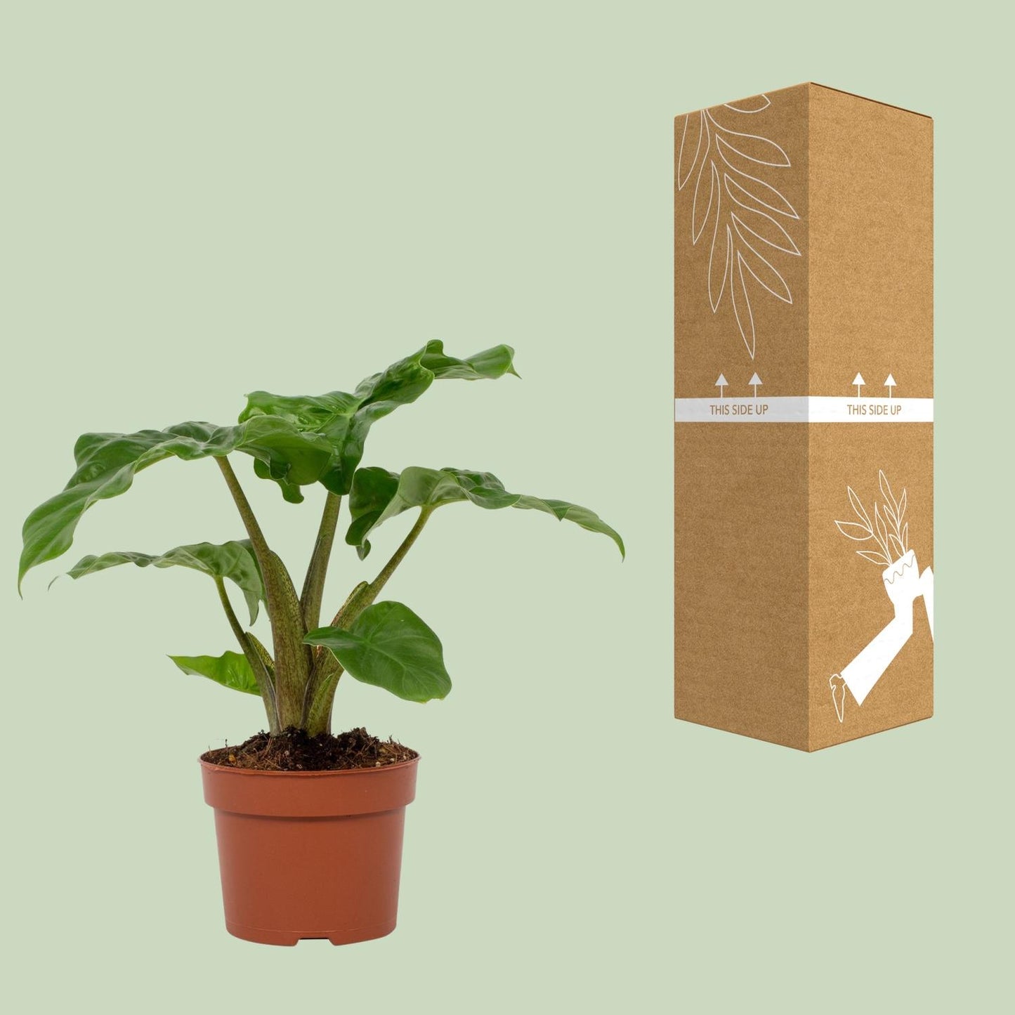 Alocasia Low Rider 12cm - Ø12cm - ↕30cm