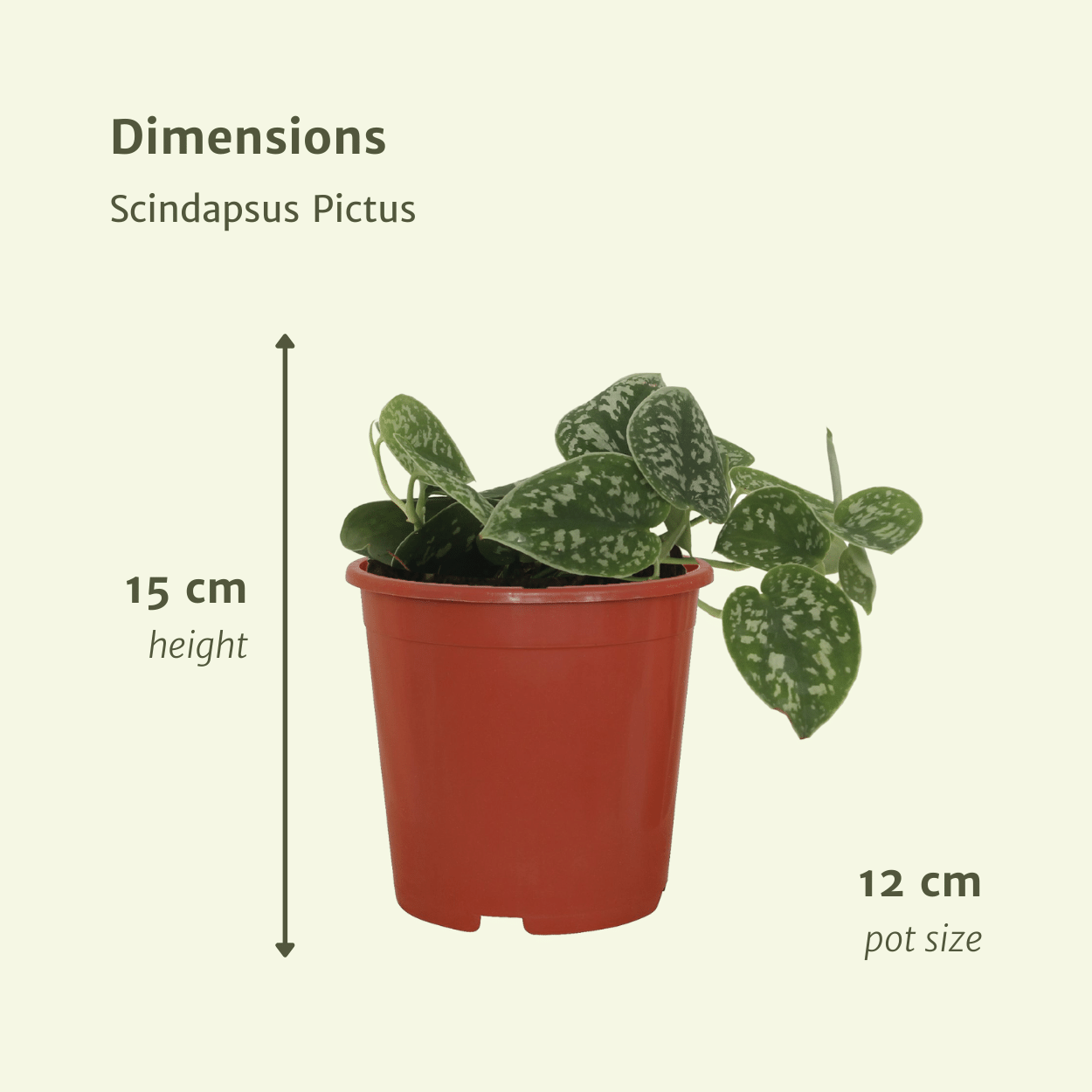 4x Scindapsus Pictus - Epipremnum - 5cm - ø12