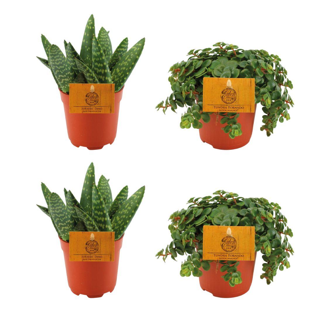 2x Aloe Paradisicum + 2x Sedum Tornado - 4 stuks - Ø10.5cm - ↕10cm