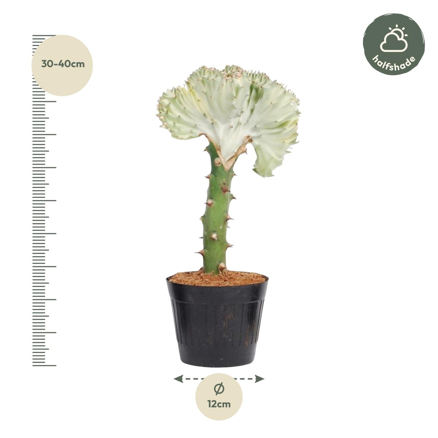 Korallenkaktus 'Cristata' – Exotische Euphorbia 35 cm