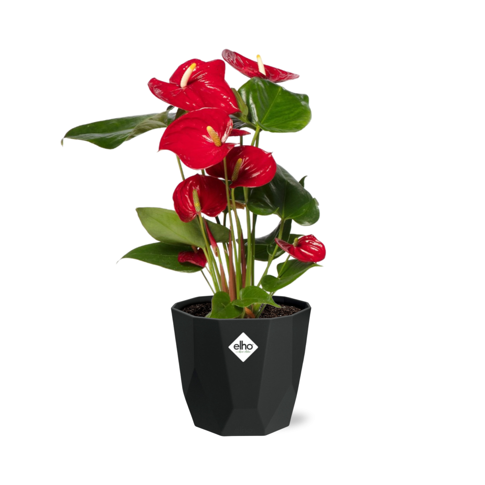Anthurium Red 12cm in 14cm b.for rock living black