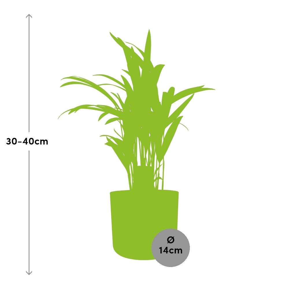 Dypsis Lutescens (Areca) 12cm (zonder Hoes) in ELHO b.for soft rond 14cm brique