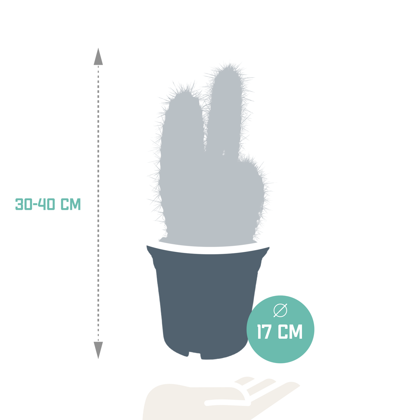 Blauer Säulenkaktus – 17 cm Pilosocereus azureus
