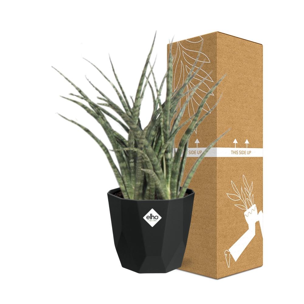 Sansevieria Fernwood Punk in 14cm b.for rock living black