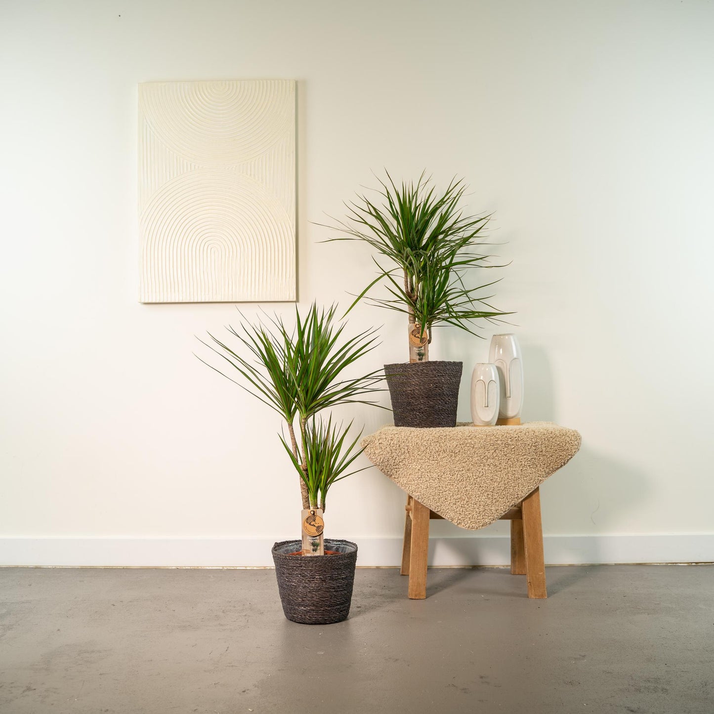 Drachenbaum Duo – 90 cm – Luftreinigende Zimmerpflanze