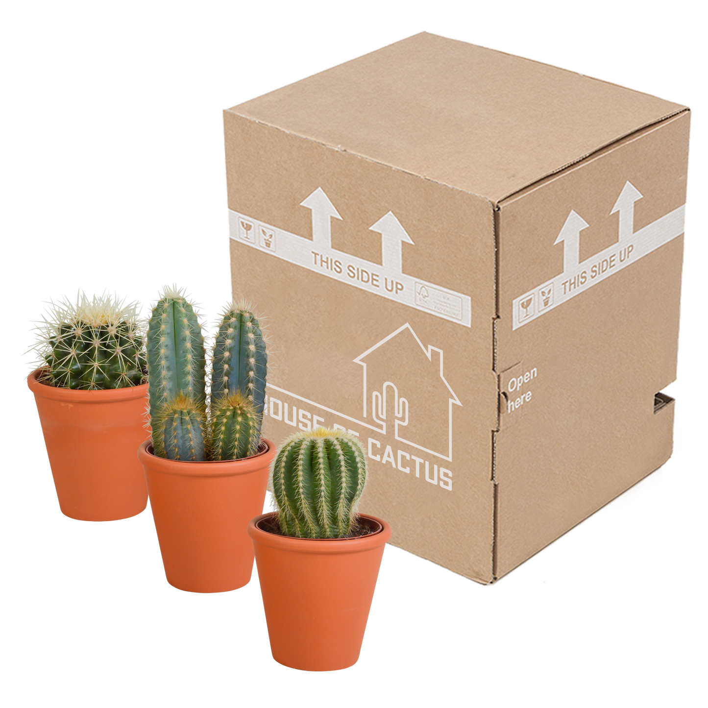Kakteen Mix 8,5 cm – 3er Set im Terrakotta-Topf