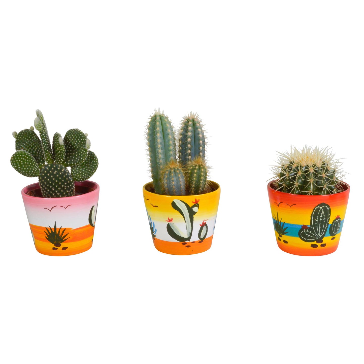Kakteen Mix 3er Set im handbemalten Mexiko Topf Ø 10,5 cm