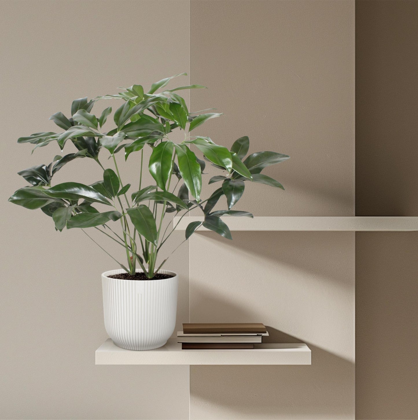 Philodendron Green Wonder – 120 cm pflegeleichte Zimmerpflanze