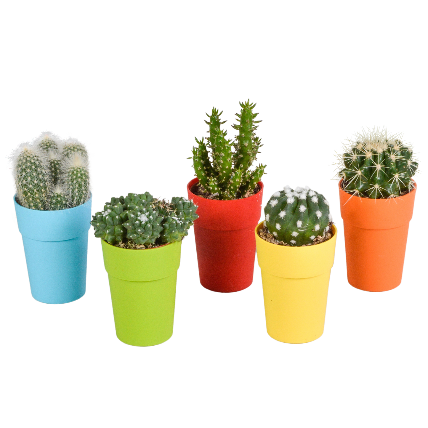 Kakteen Mix 5er Set – Mini Kakteen im Topf