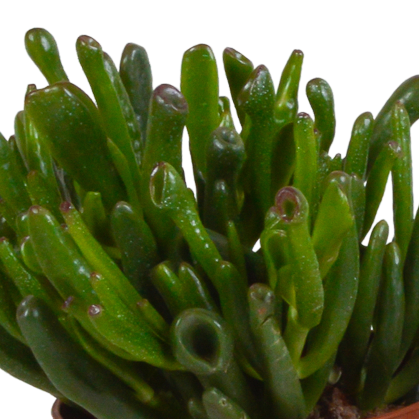 Crassula-Mischung 10,5 cm - 3x - zonder pot