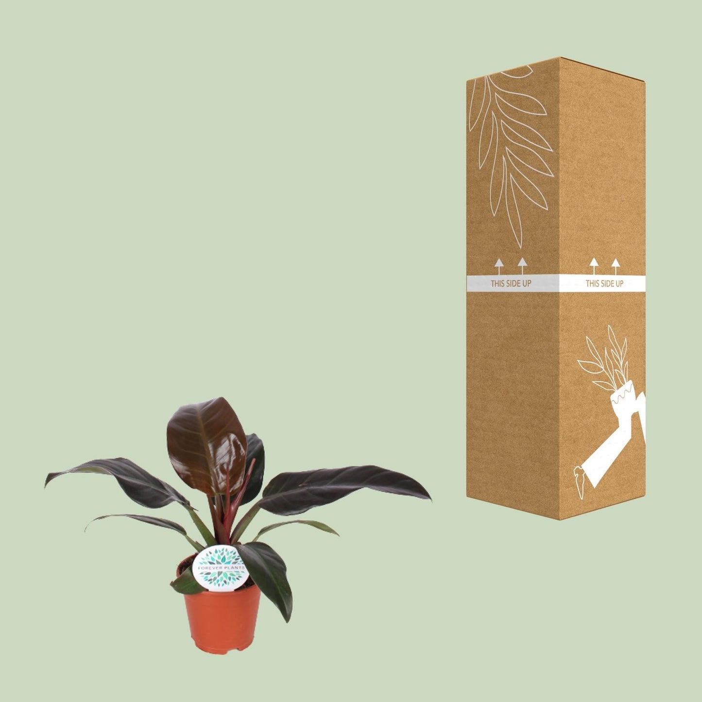 Philodendron Imperial Red - Ø17cm - ↕50cm