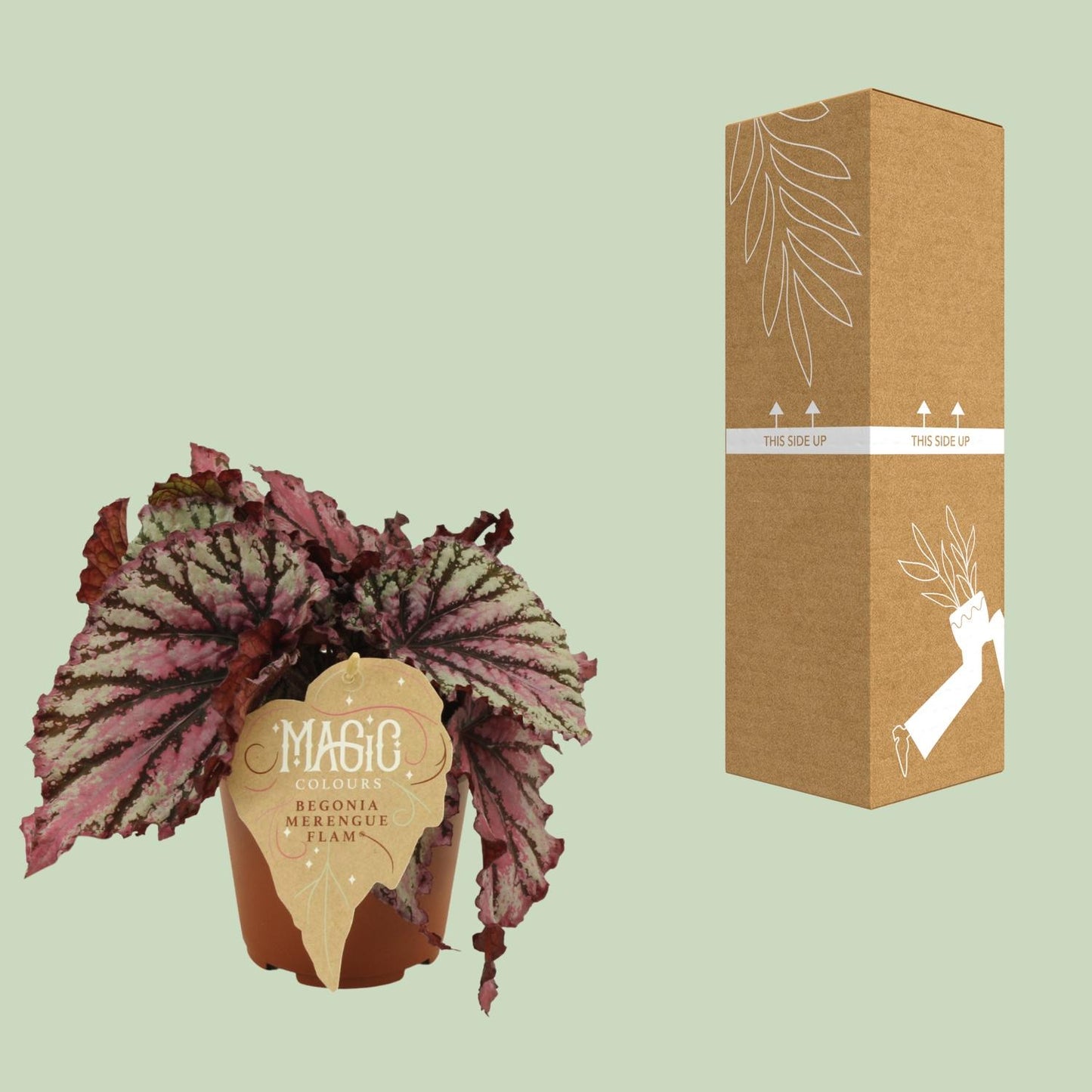Begonia Rex Merenque - Ø12cm - ↕25cm
