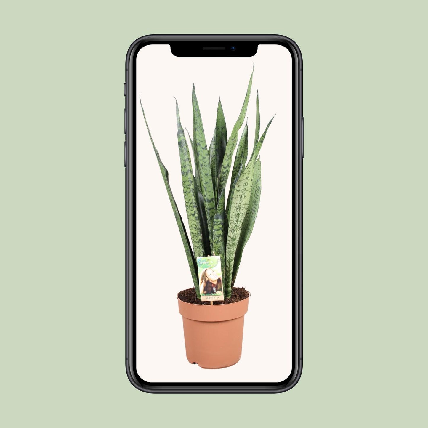 Sansevieria Zeylanica - Ø21cm - ↕75cm