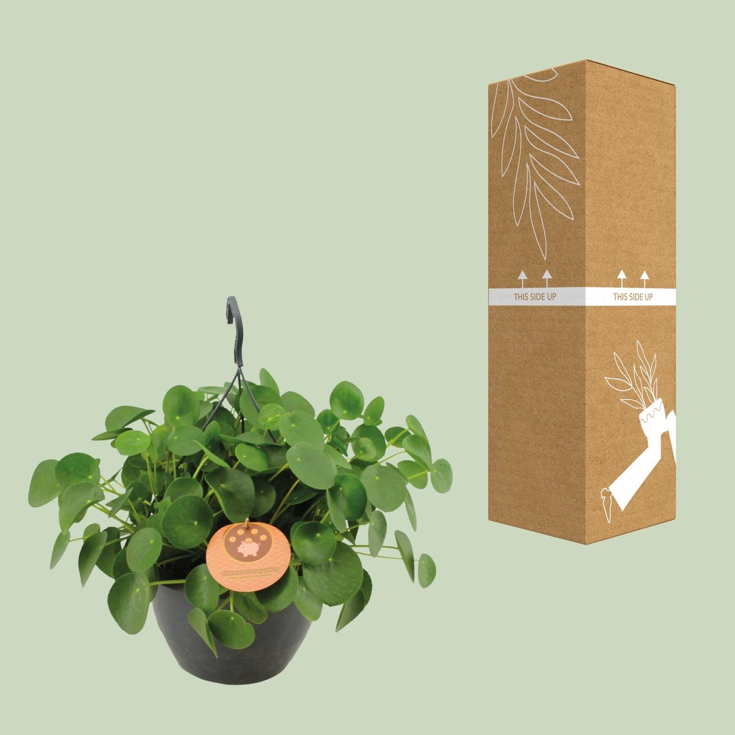 Pilea Peperomioides - Ø27cm - ↕40cm