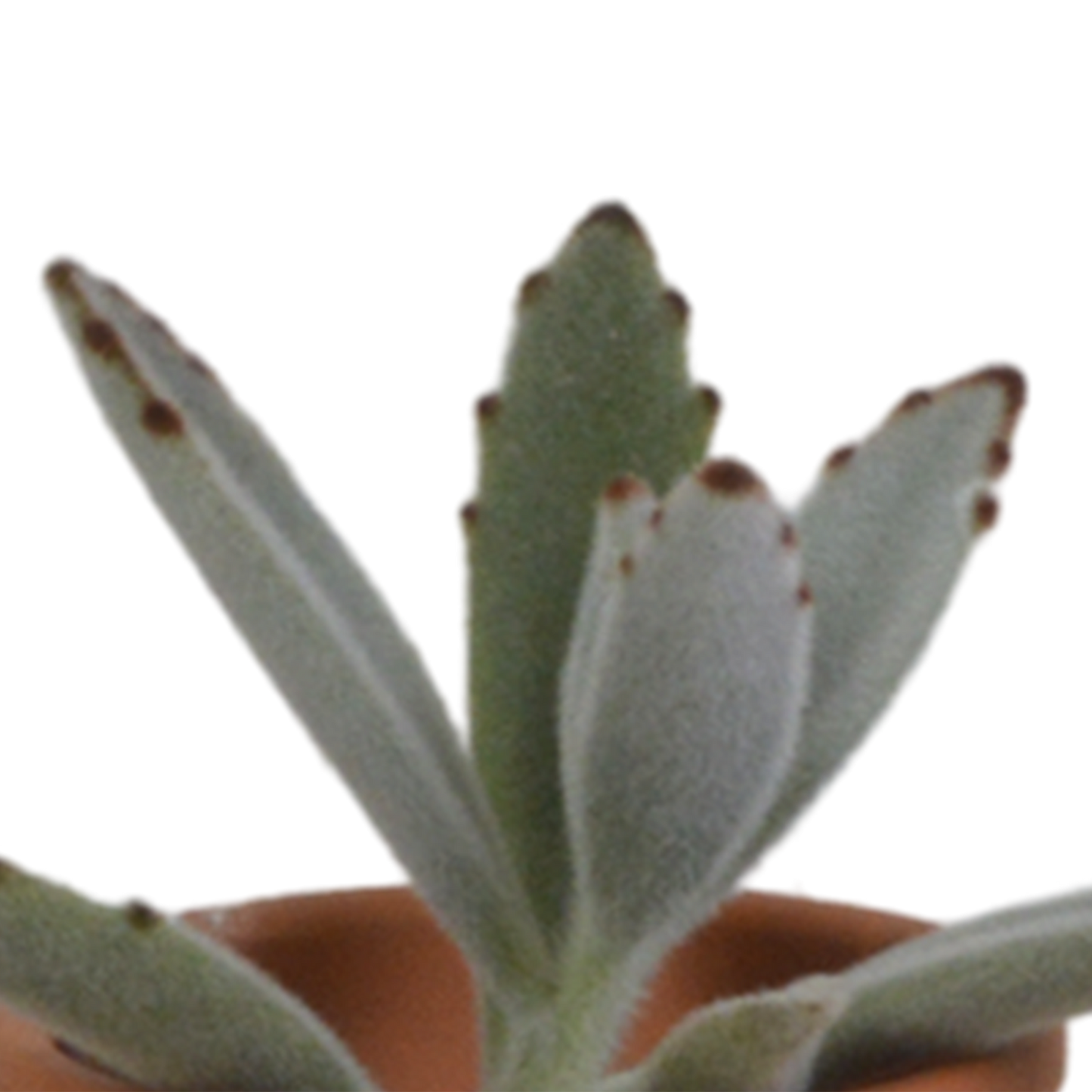 Vetplanten-Mischung 5,5 cm - 5x - in terracotta pot