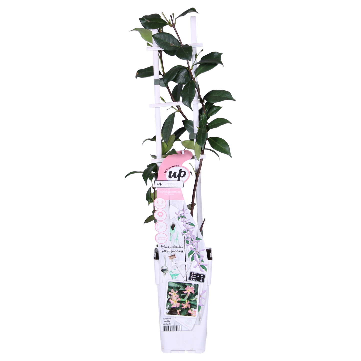 Trachelospermum 'Star of Ibiza' - Toskanischer Jasmin Rosa - Ø15cm - ↕65cm