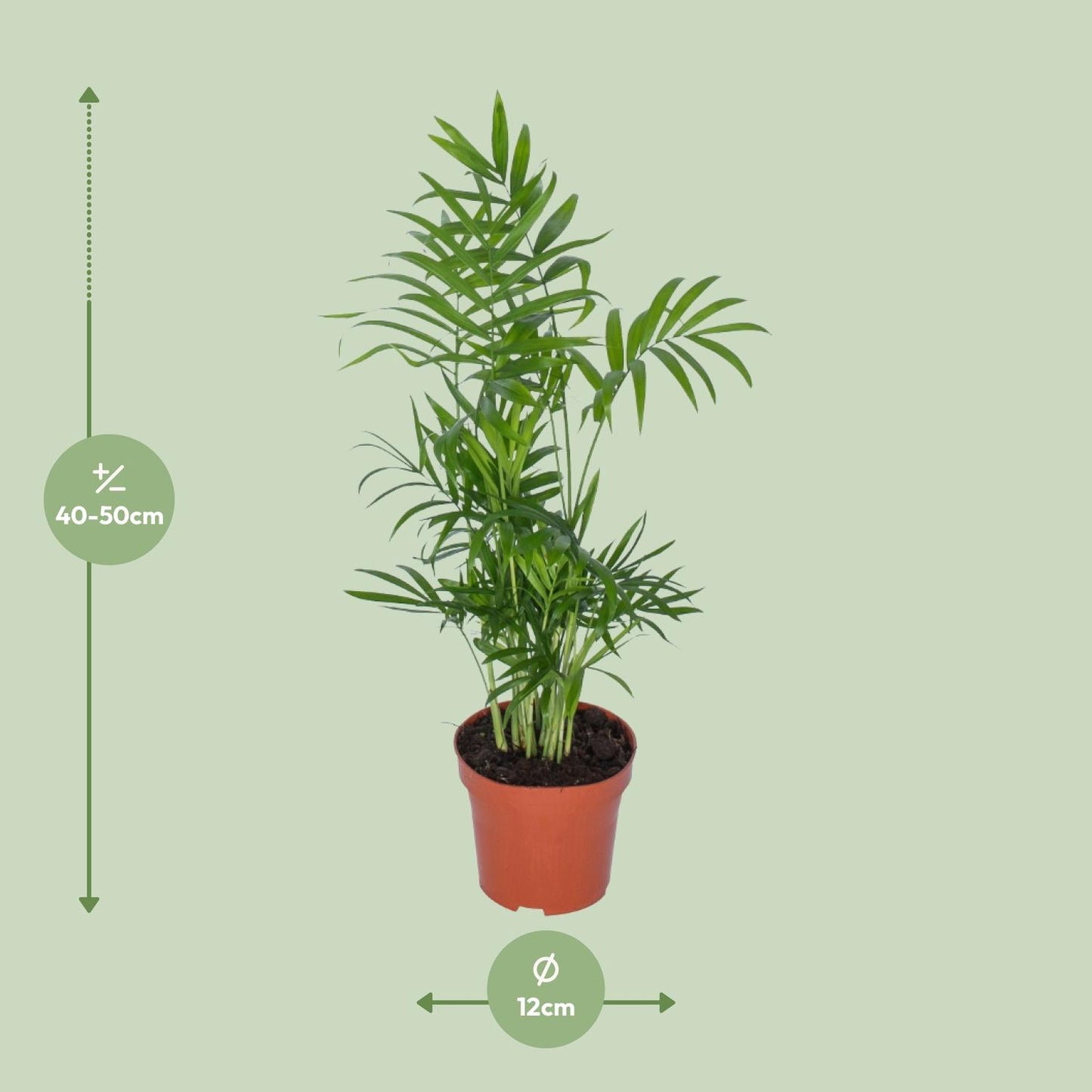 Chamaedorea - Ø12cm - ↕50cm