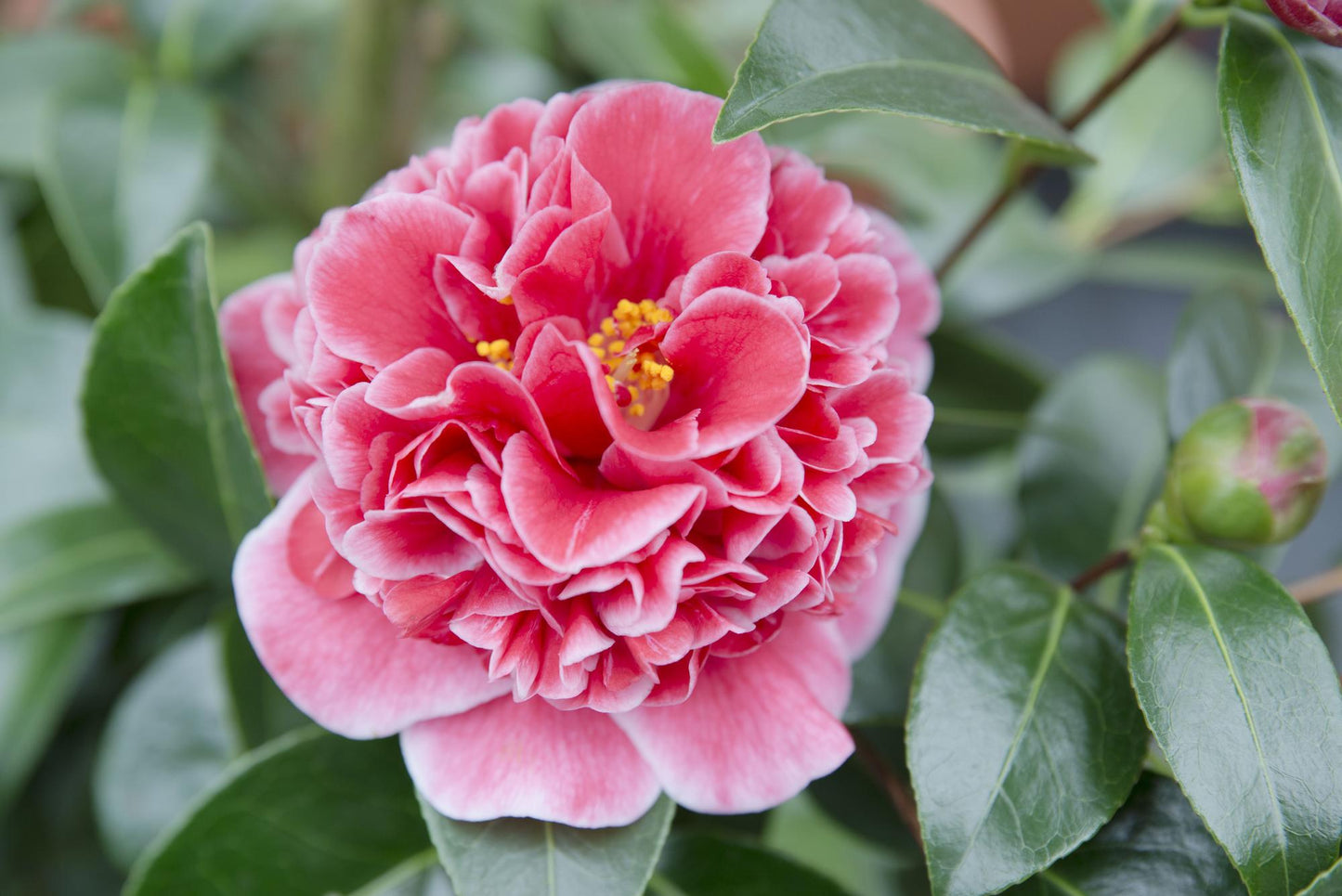 Camellia jap. 'Volunteer' - Ø13cm - ↕20cm