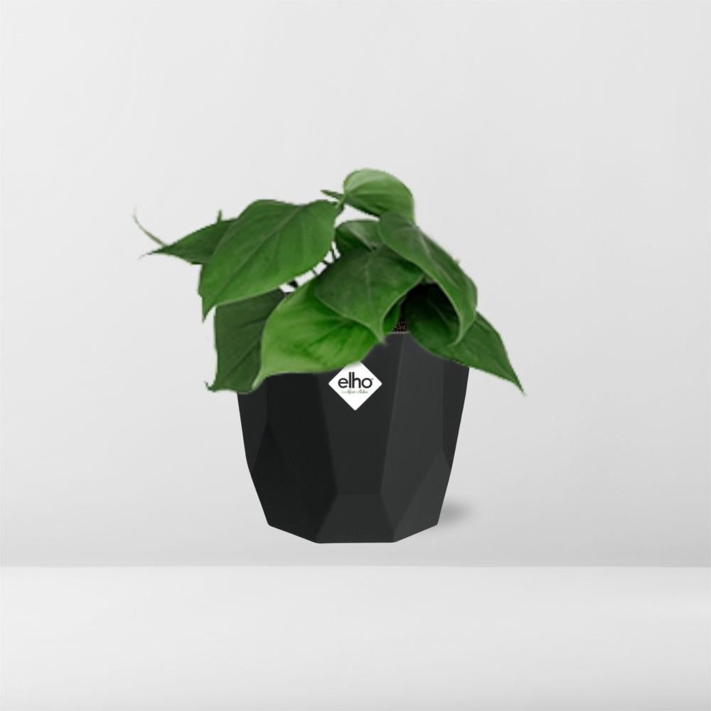 Philodendron Scandens in 14cm b.for rock living black