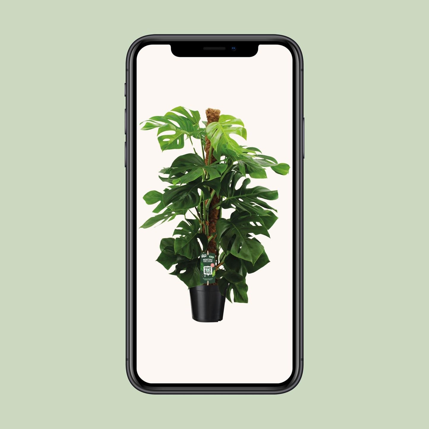 Monstera Pertusum - Ø24cm - ↕150cm