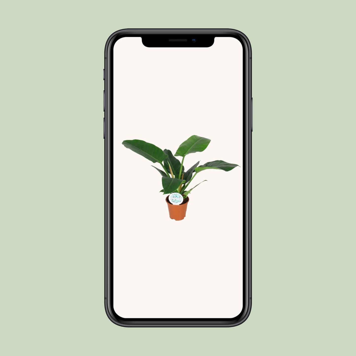 Philodendron Imperial Green - Ø14cm - ↕40cm