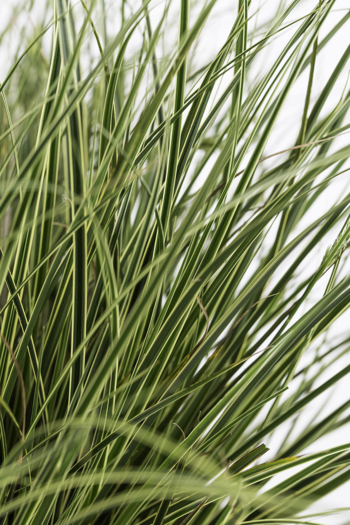 3x - Carex brunnea 'Variegata' - ↨30cm - Ø14