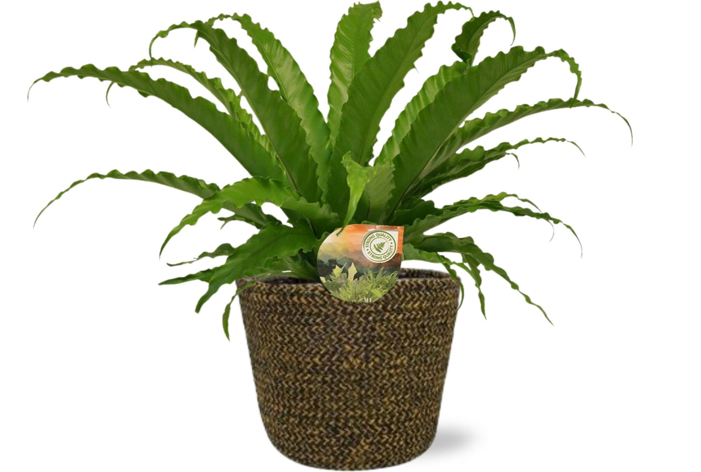Asplenium Osaka - Ø17cm - ↕40cm + Selin Pot D18x16cm - Schwarz