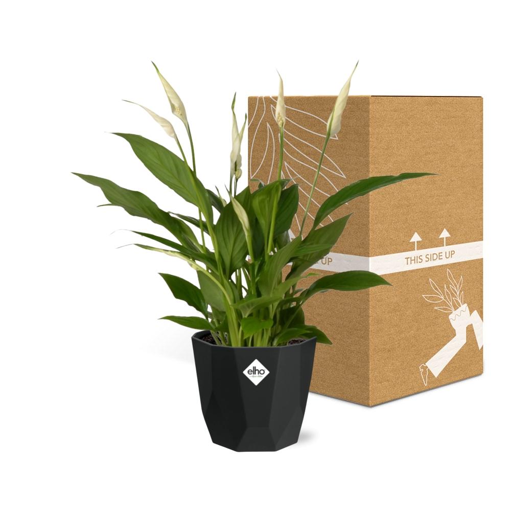 Spathiphyllum 12 Cm Torelli in 14cm b.for rock living black