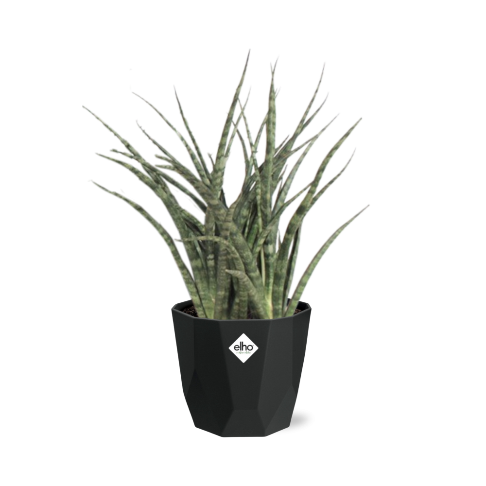 Sansevieria Fernwood Punk in 14cm b.for rock living black