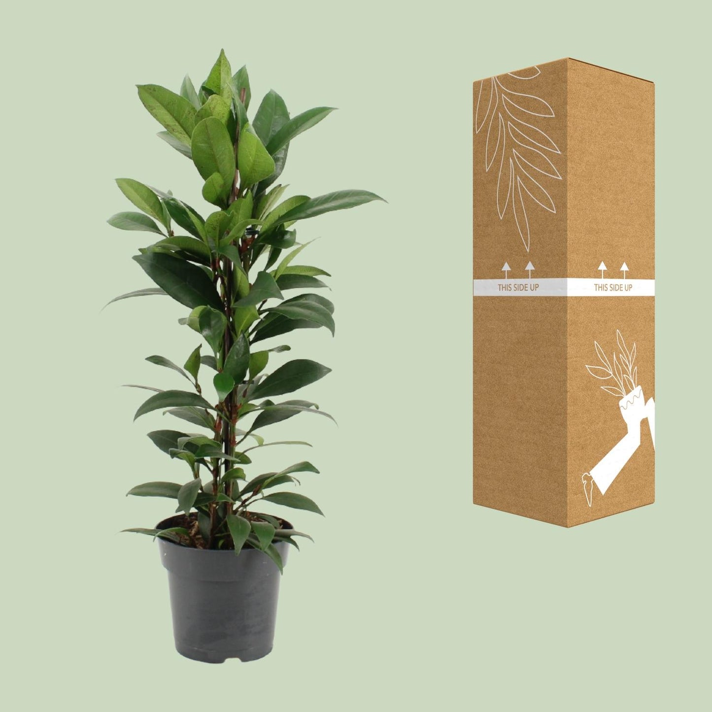 Ficus Cyathistipula - Ø17cm - ↕70cm