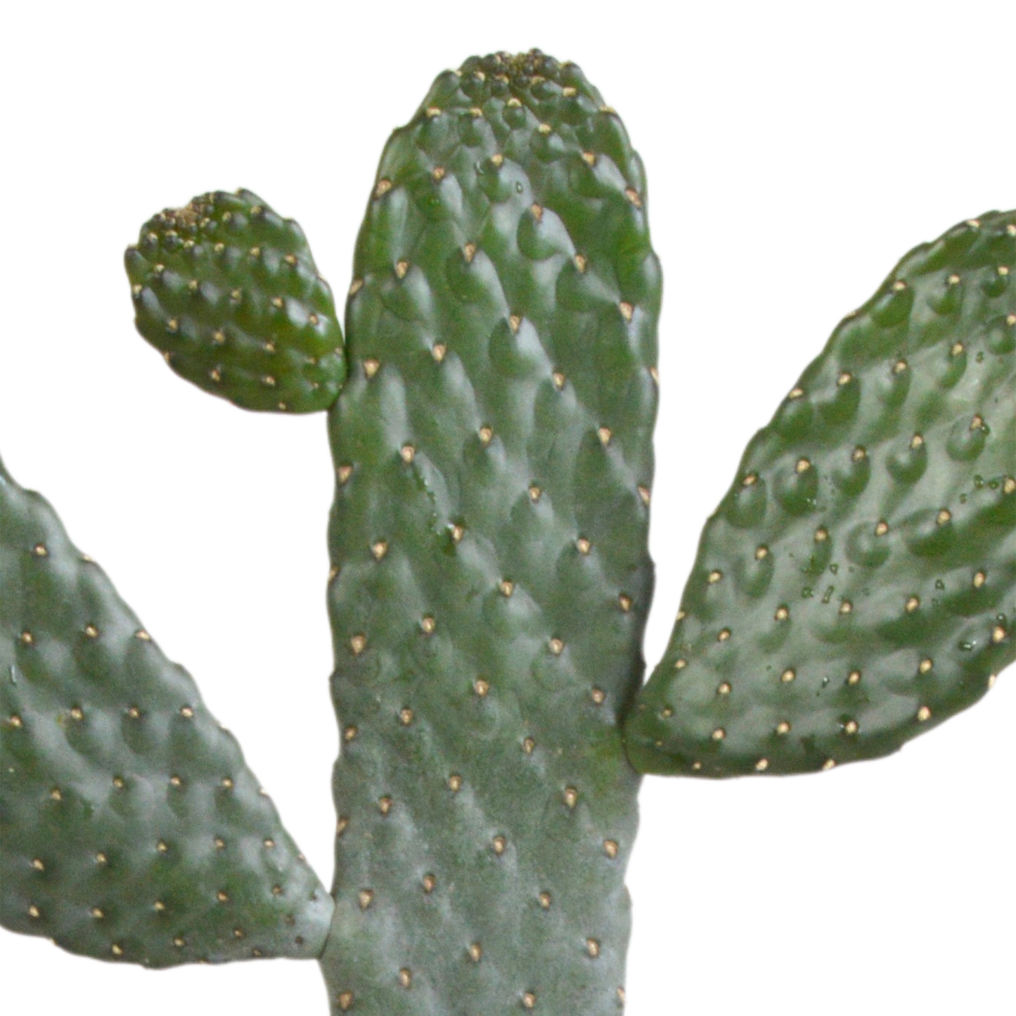 Opuntia consulae - 17cm - zonder pot