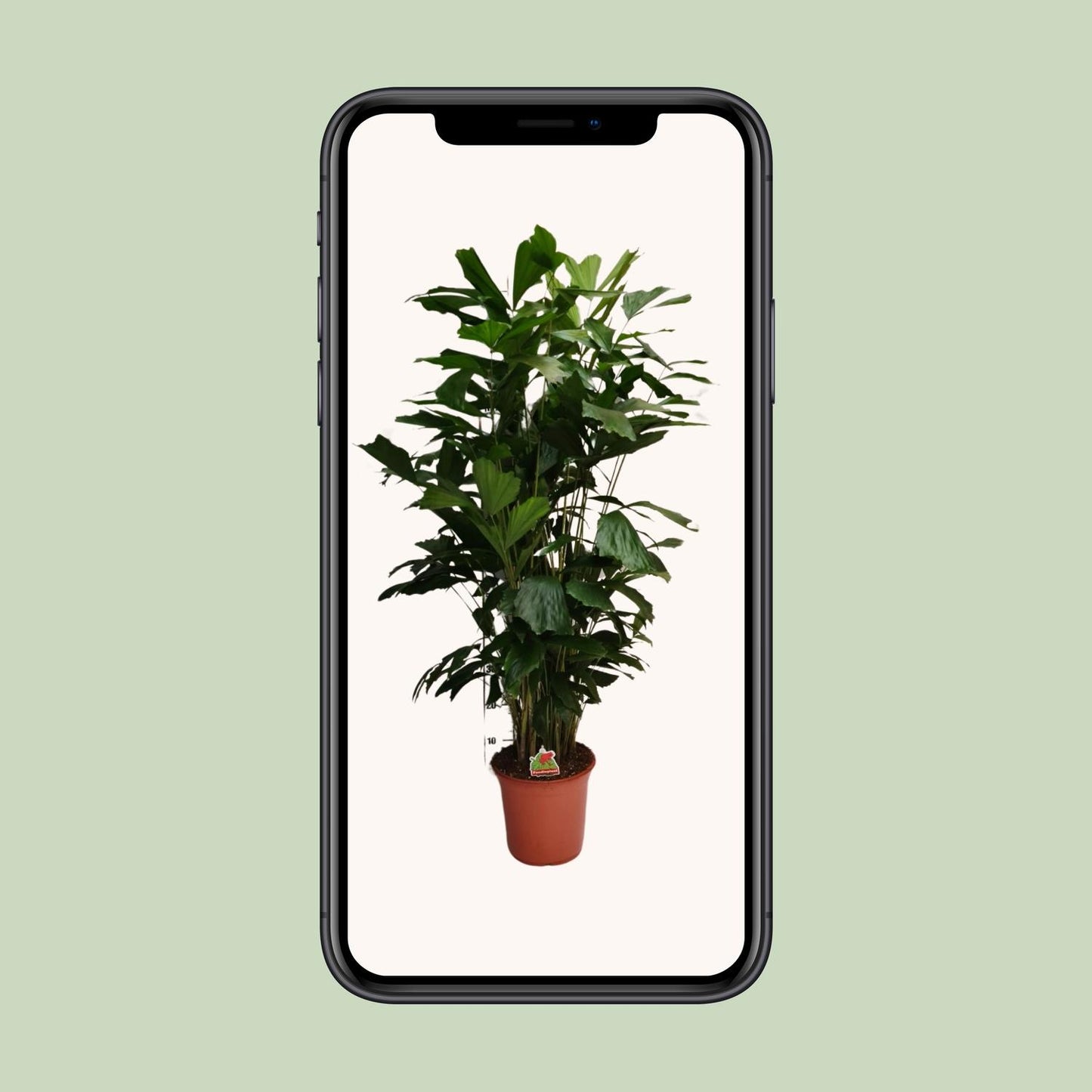 Caryota Mitis - Ø24cm - ↕120cm