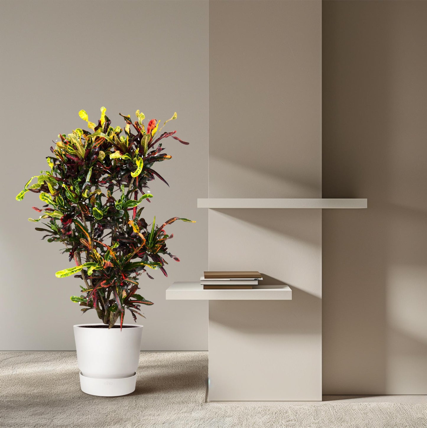 Kroton Mammi – 120 cm bunte Zimmerpflanze