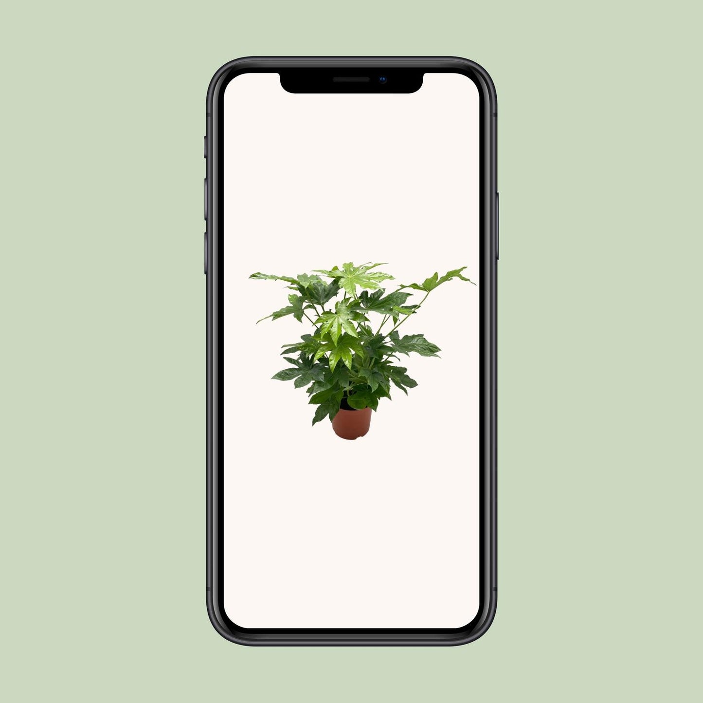 Fatsia Japonica - Ø21cm - ↕85cm