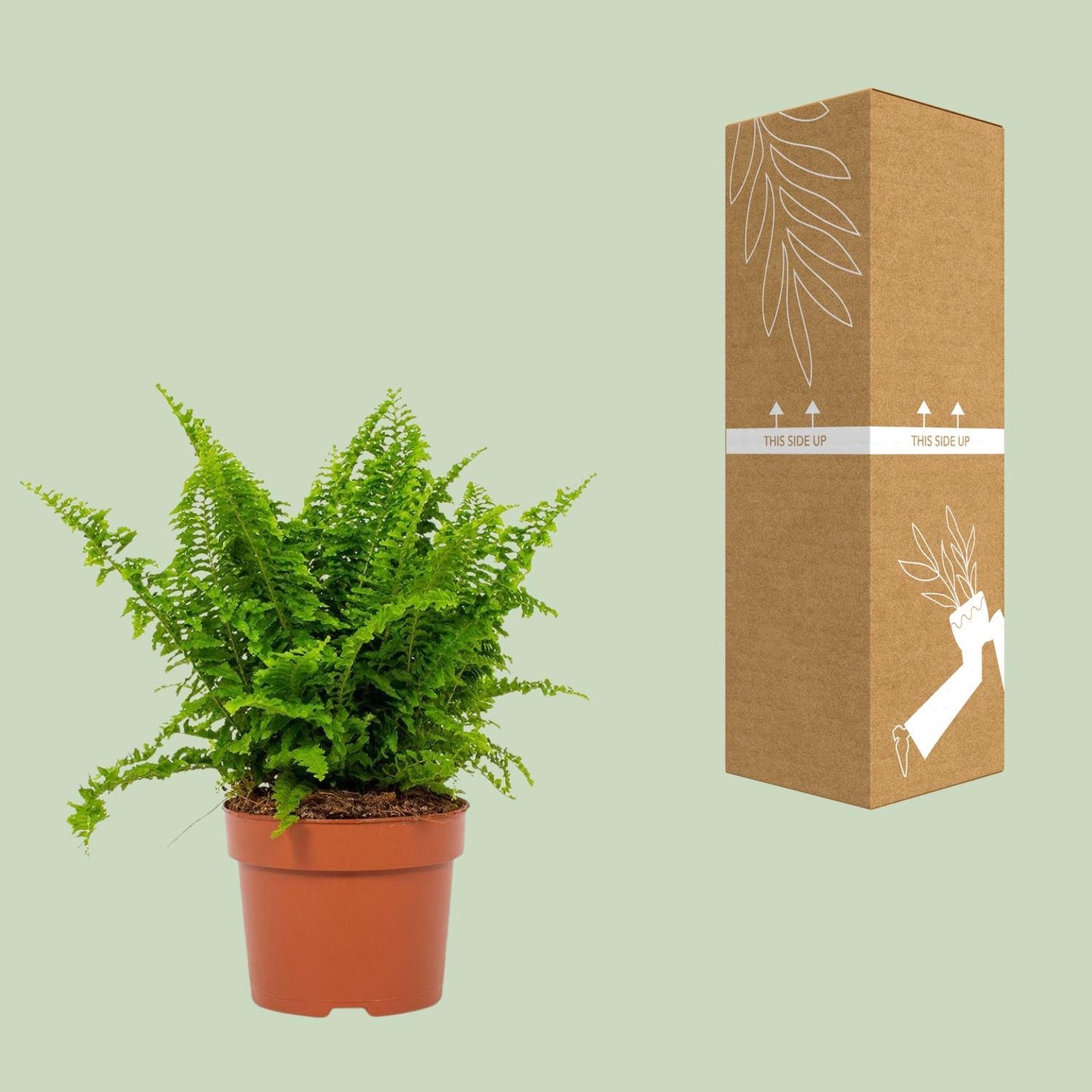 Nephrolepis Vitale 12cm - Ø12cm - ↕23cm