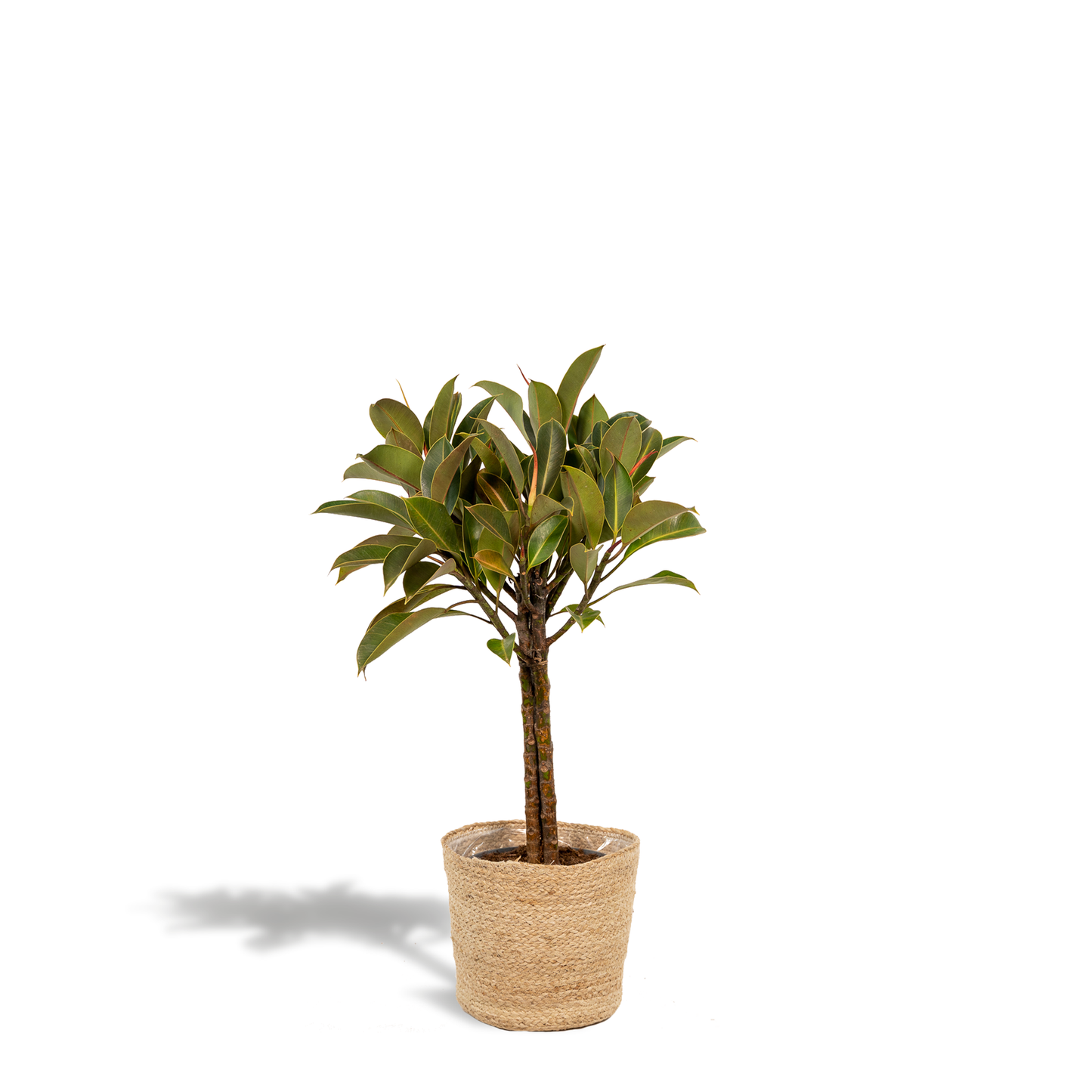 Ficus elastica Melany Stiel + Körbchen Selin - ↨90cm - Ø21cm