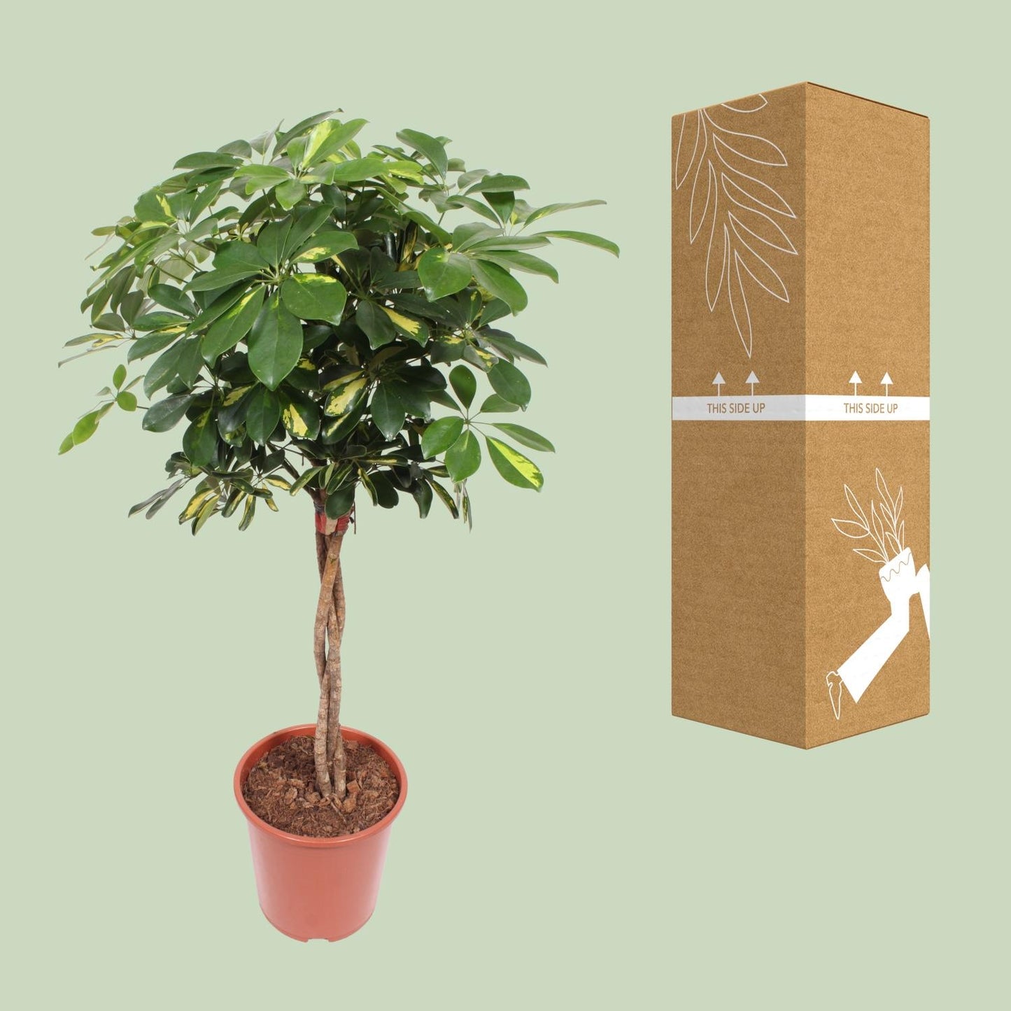 Schefflera Gold Capella - Ø27cm - ↕120cm