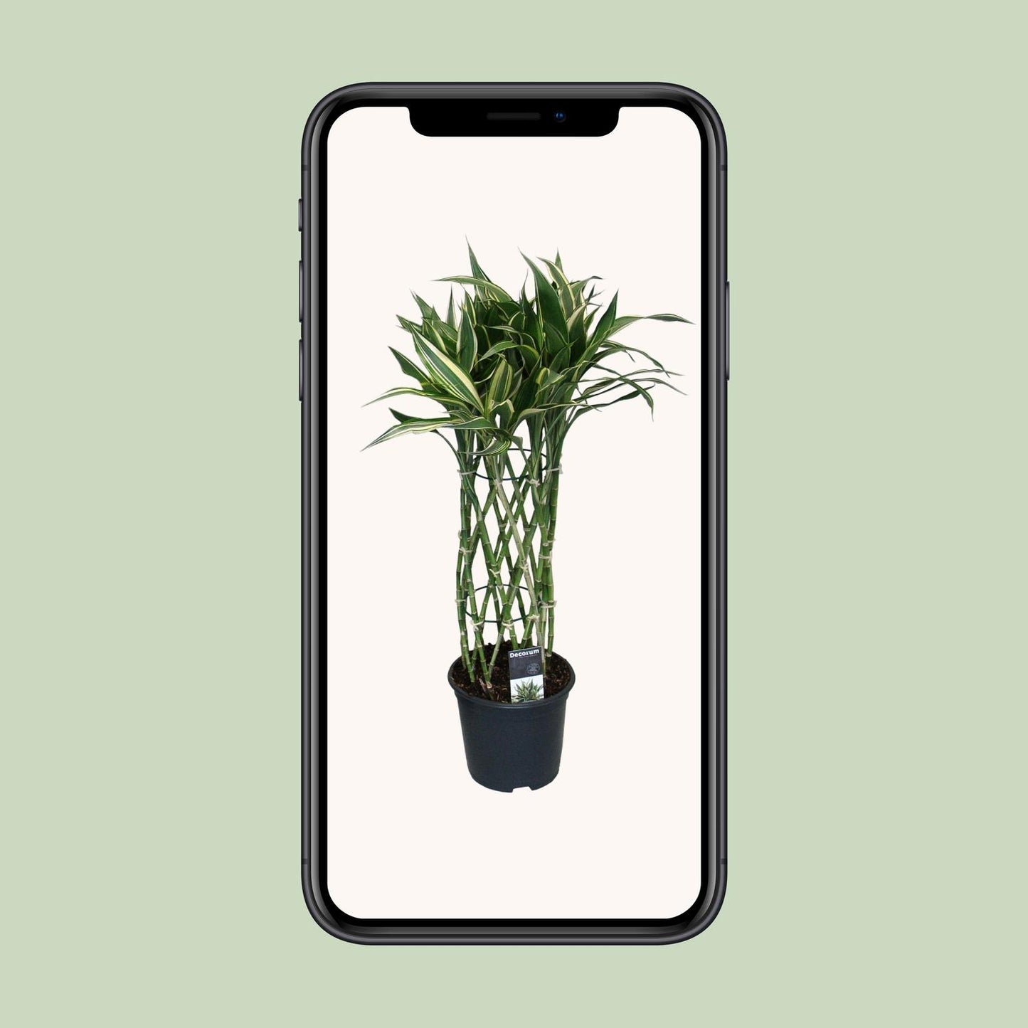 Dracaena Godsefiana - Ø19cm - ↕75cm