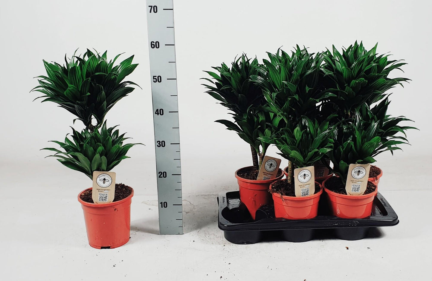 Dracaena Compacta 30-10 55cm - Ø17cm - ↕55cm