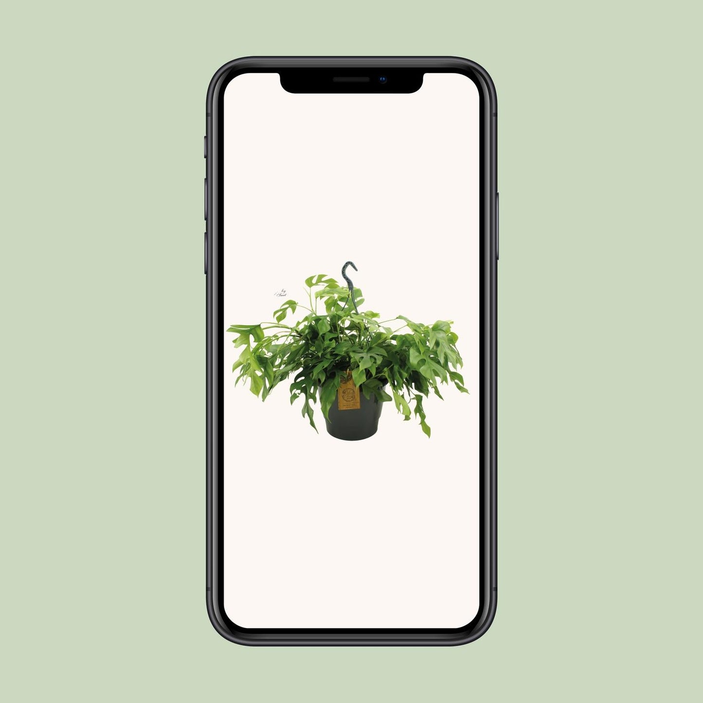 Monstera Minima 27cm HP